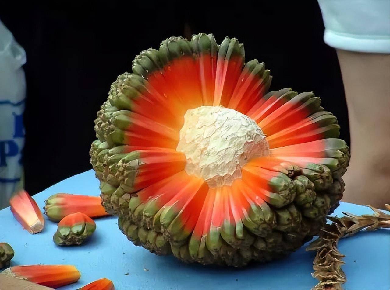 菇凉gou苹果版:世界上最奇特的水果，看看你吃过哪几个？