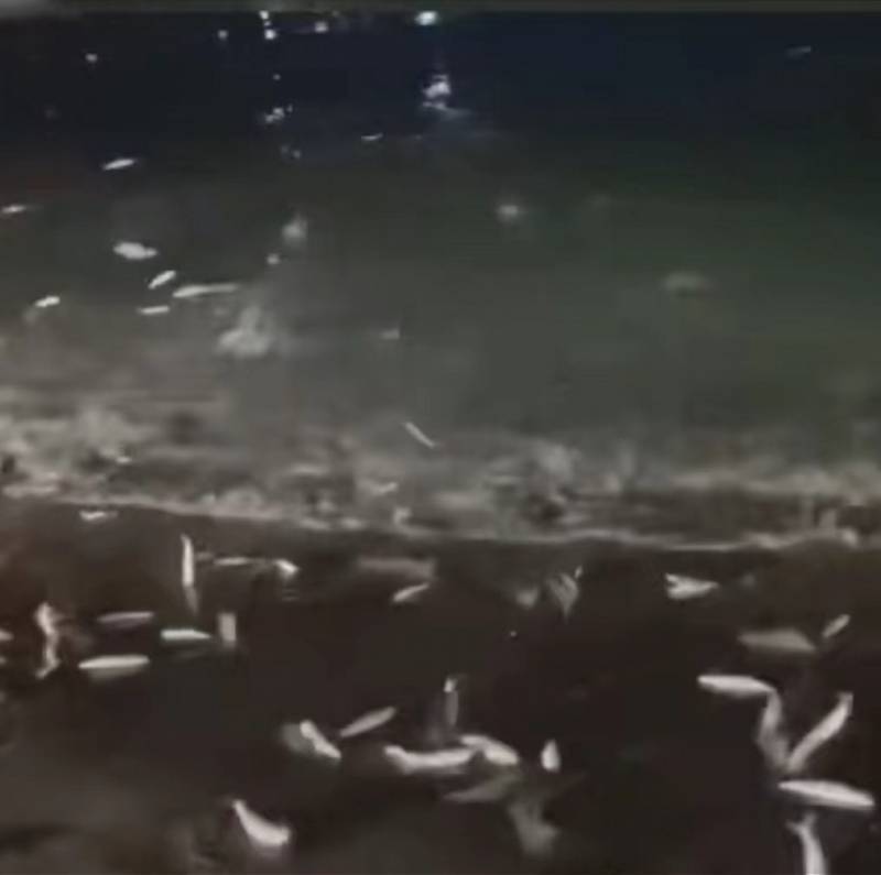 旅行青蛙在哪下安卓版:汕头南澳岛大量鱼类夜间跃出水面搁浅！当地回应称将持续观察