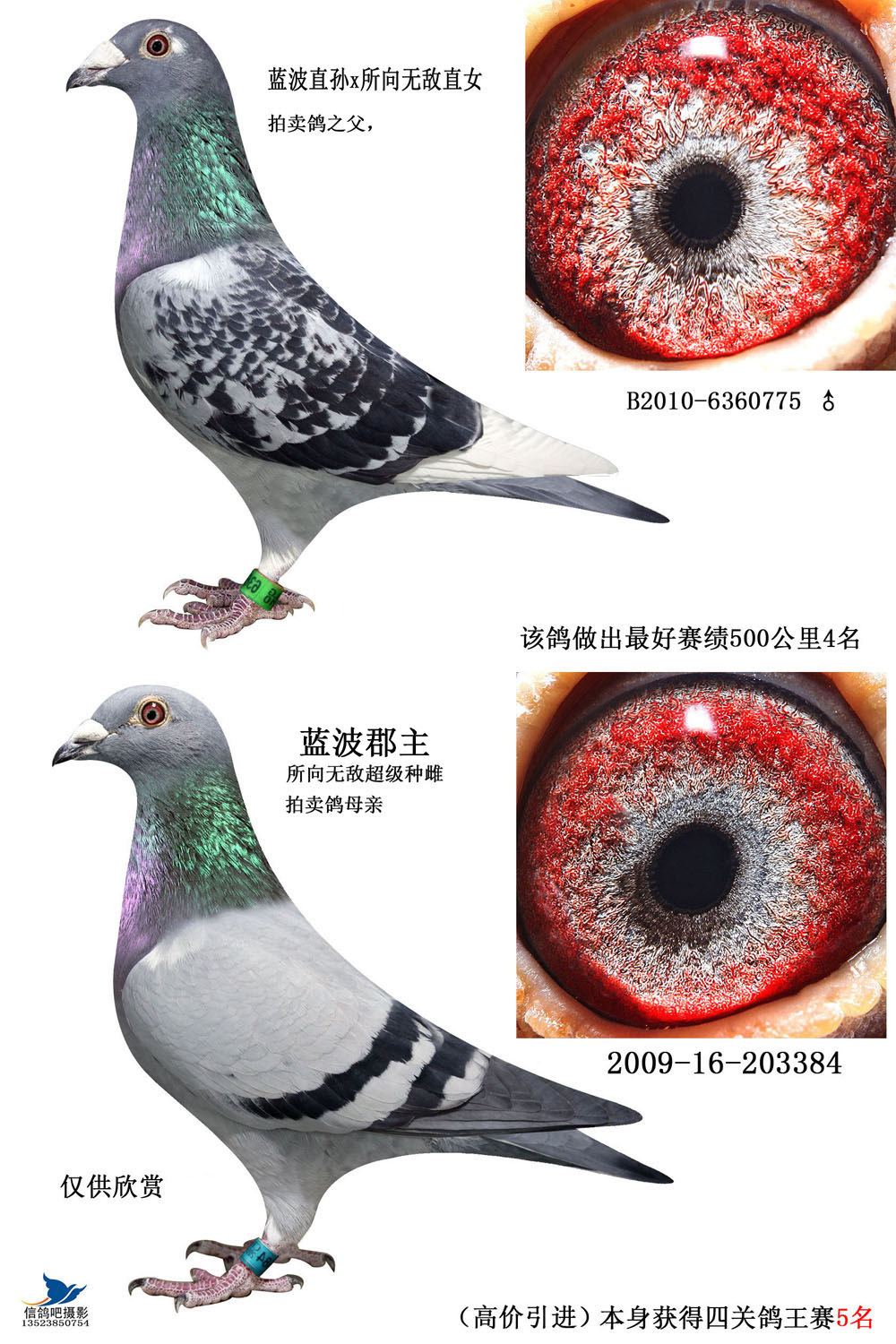 中国信鸽网手机版中国信鸽协会手机版-第2张图片-太平洋在线下载