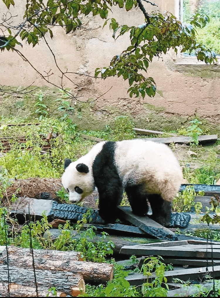 刷刷乐乐有没有安卓版:“国宝下山！” 野生大熊猫“做客”周至村民家